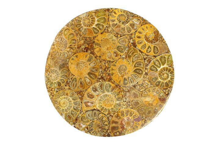Composite Plate Of Agatized Ammonite Fossils #280976